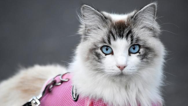 Owners have been told to stop “swearing” at their cats. Picture: iStock