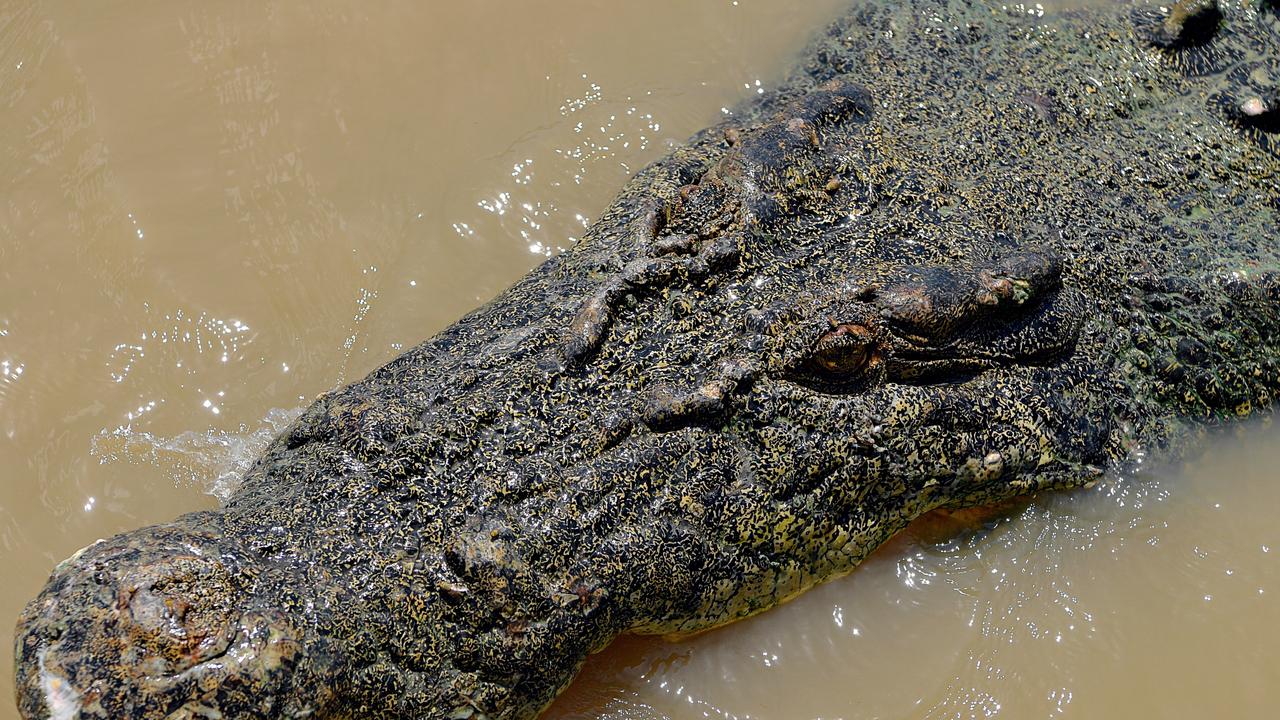 Dominator, measuring an estimated 5.5-6.1m, models for a cameraman shooting footage for a nature documentary with the help of Adelaide River Cruises.