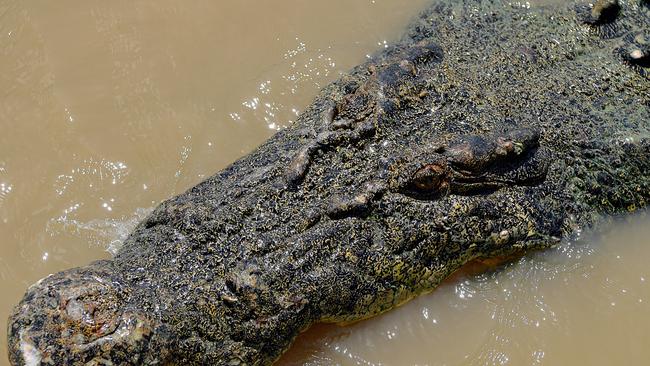 Jumping Crocs