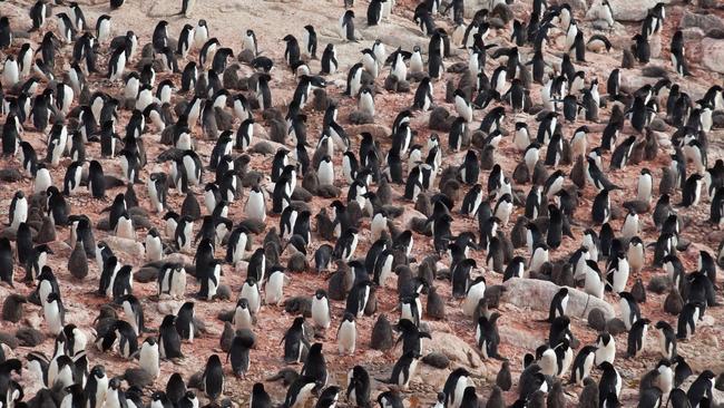 An Adelie penguin colony in East Antarctica, with the red in the picture the Adelie guano. Picture: David Killick