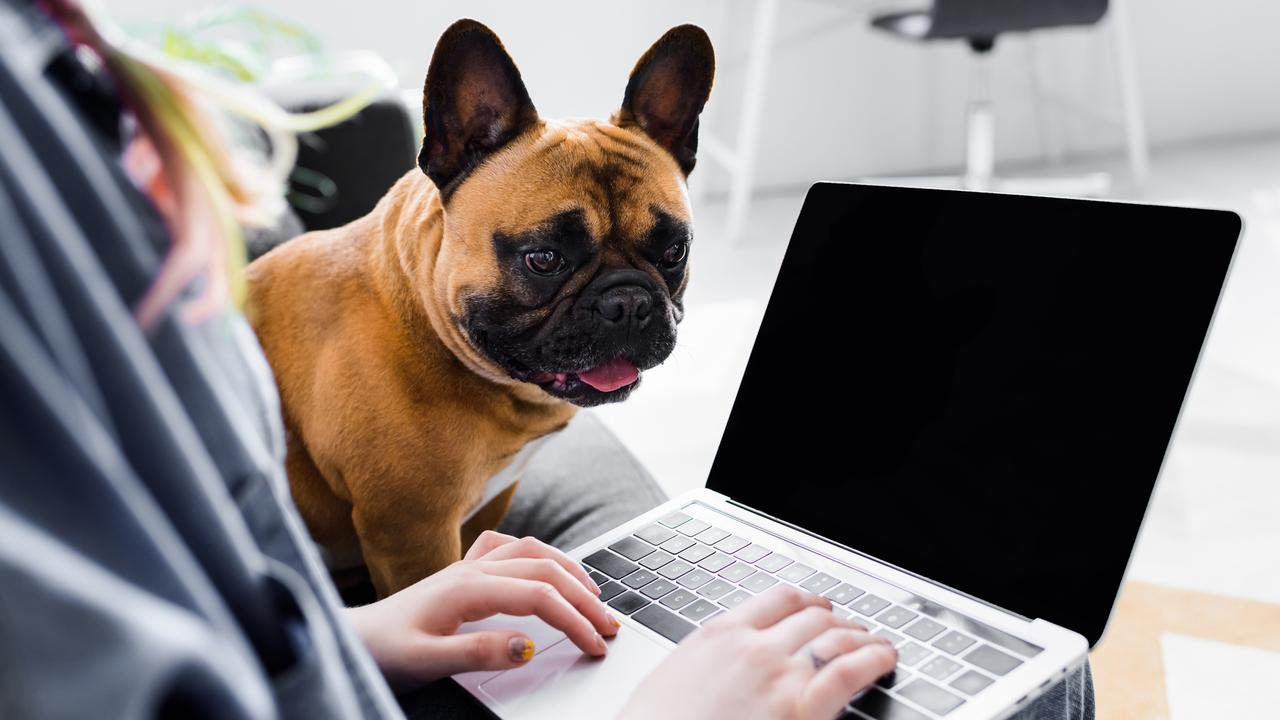 Millions of Aussies have been working from home during lockdown. Picture: iStock