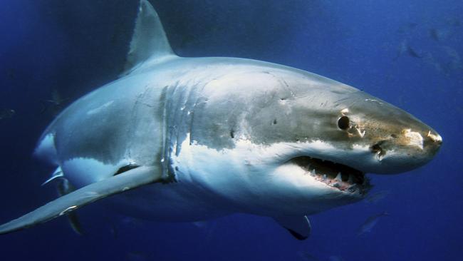 The incidence of Australian shark attacks was dramatically higher in the 1920s and 30s.