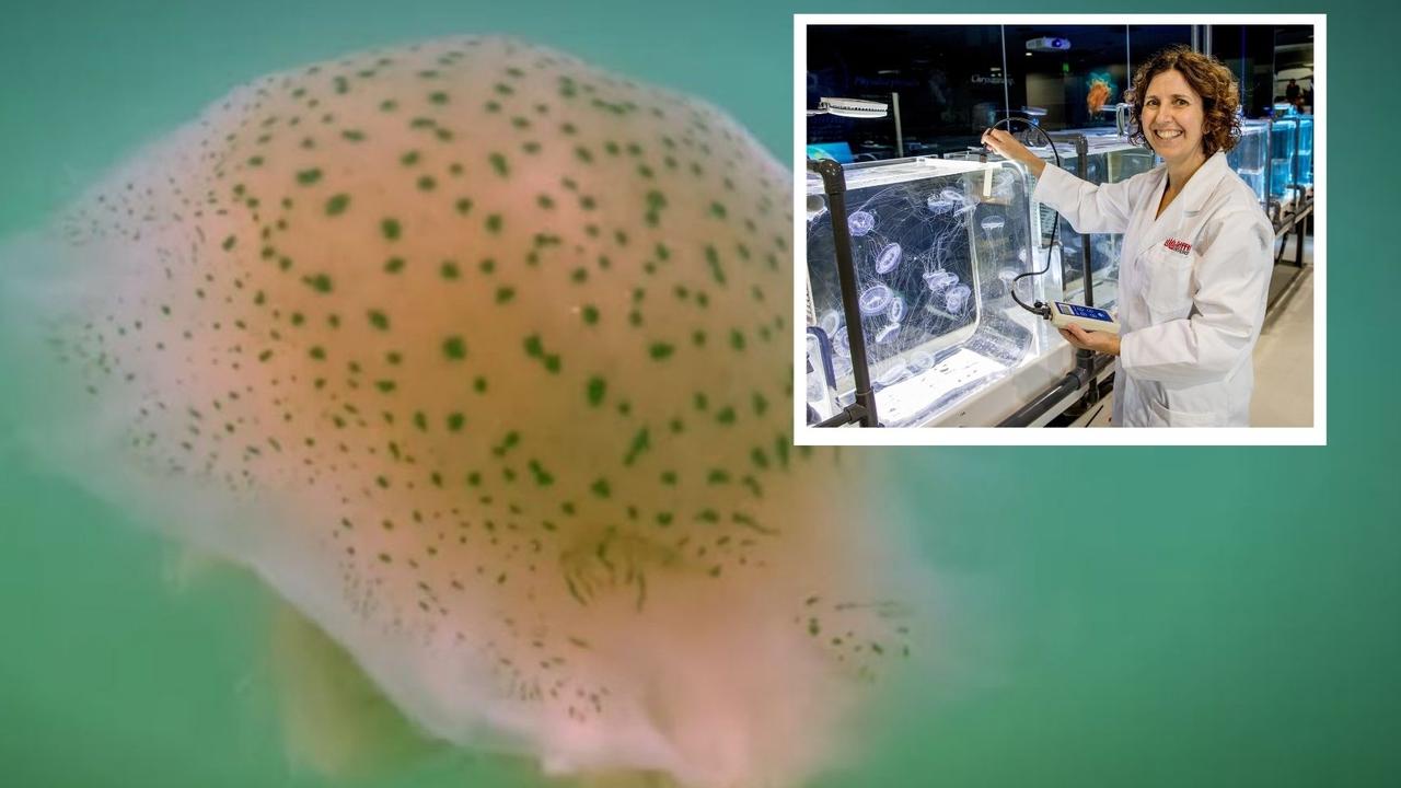 WATCH: Why brown ‘snotty’ jellyfish are everywhere