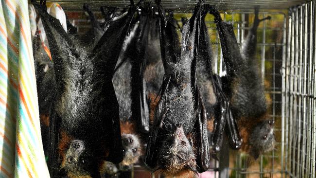 Fauna Rescue's Sue Westover mists flying foxes to keep them cool. Picture: Tricia Watkinson