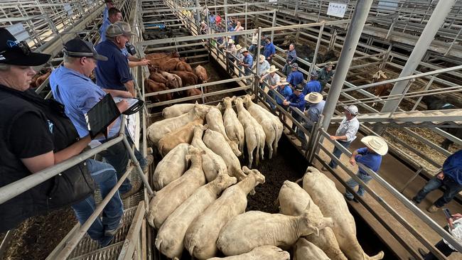 Selling action at the Wodonga store cattle sale where this pen of pure Charolais heifers was offered by Kenmere Charolais at Holbrook, NSW. The unjoined heifers, 443kg, made $1370 and returned 309c/kg liveweight.