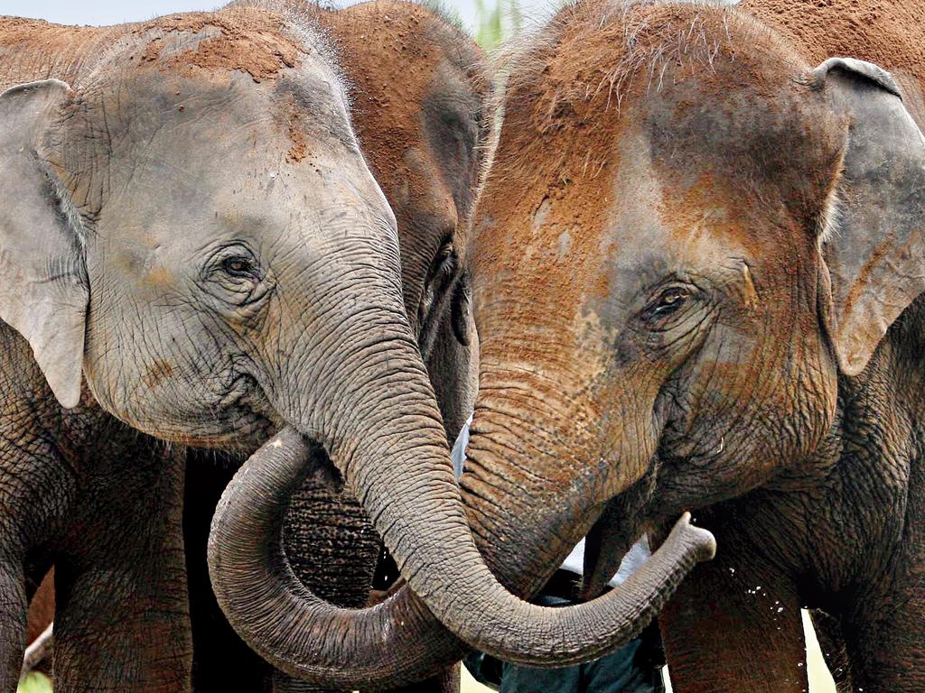 The study found that elephant greetings include tactile gestures, involving touching the other elephant. This picture is of Asian elephants 'Tang Mo and ‘Pak Boon in 2006 at Taronga Zoo Sydney, when they were released into their enclosure for the first time and introduced to the public. Picture: Toby Zerna