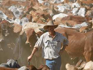 Rural property values in parts of the Gympie region have risen on the back of good cattle prices and low interest rates. Picture: Contributed