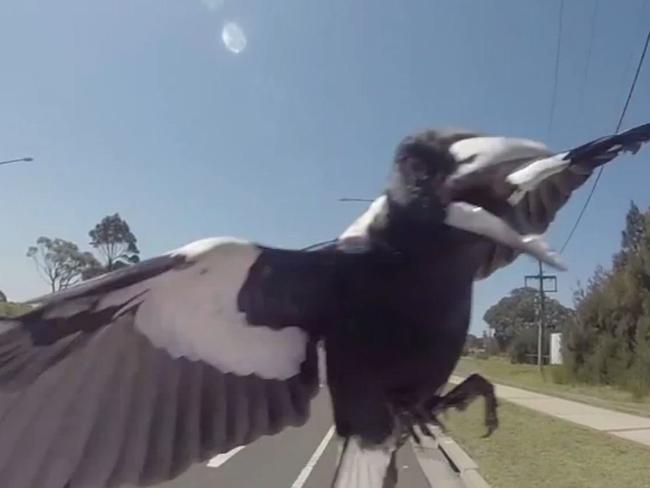 YouTube screen grab of a lone Magpie at Shellharbour, NSW, Australia during swooping season(note the worm in his mouth 1st attack). Picture: Trent Nicholson / YouTube