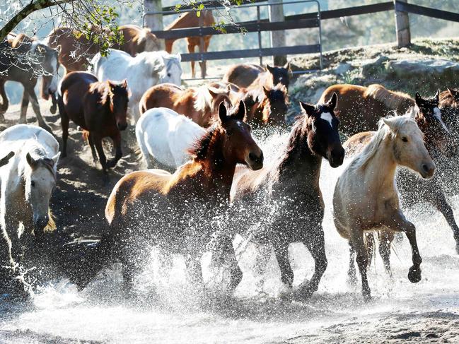 Horses will not be the only ones making a splash if the wave pool project goes ahead. Picture: Sue Graham