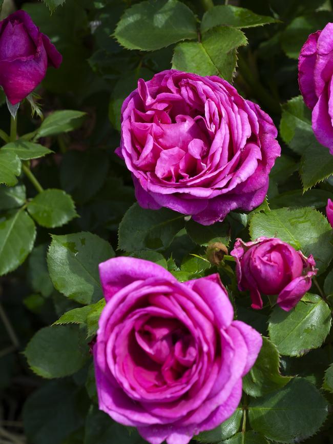 Fur Elise: a multi-award winning floribunda from Treloar Roses.