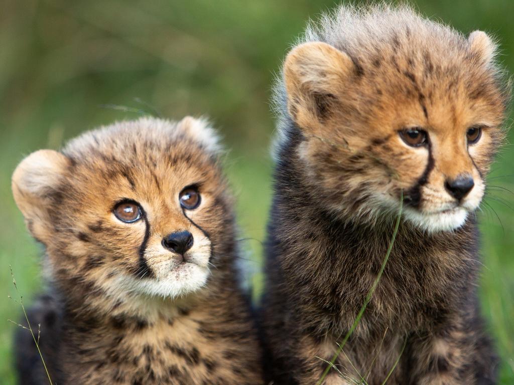 The Wild Cat Conservation Centre in Sydney has named their four 10-week-old cheetah cubs! Welcome Dottie, Darcie, Exton and Ezra!, ,  , , The centre is looking for people to sponsor the cubs or become cheetah cub donors before the end of the financial year to help them care for the young cubs. The not-for-profit organisation relies on cat loving members of the public to help them with their unique conservation work., ,  , , Wild Cat Conservation Centre Director, Ben Britton, said “we are proud to be the only organisation in Australia that is returning cheetah to the wild. The success of Edie’s release back in March, the first cheetah ever bred in Australia and returned to the wild shows that it can be done and more importantly it should be done. Every cheetah deserves the opportunity to live a natural life and that is not possible in a traditional zoo environment., , It costs us a lot of money to rewild our cheetahs and send them home to Africa, $100,000s of dollars so we need to raise as much money as possible over the next 12 months to help send these cub’s home., , With less than 7000 cheetah remaining in Africa, our insurance population is vital in helping to conserve this amazing species.”, ,  , , Wild Cat Conservation Centre is home to Sydney’s only breeding program for Cheetah and Clouded Leopard as well conserving Fishing Cat, Serval and Caracal. Pictured the two boy cubs Ezra (left) and Exton (right).