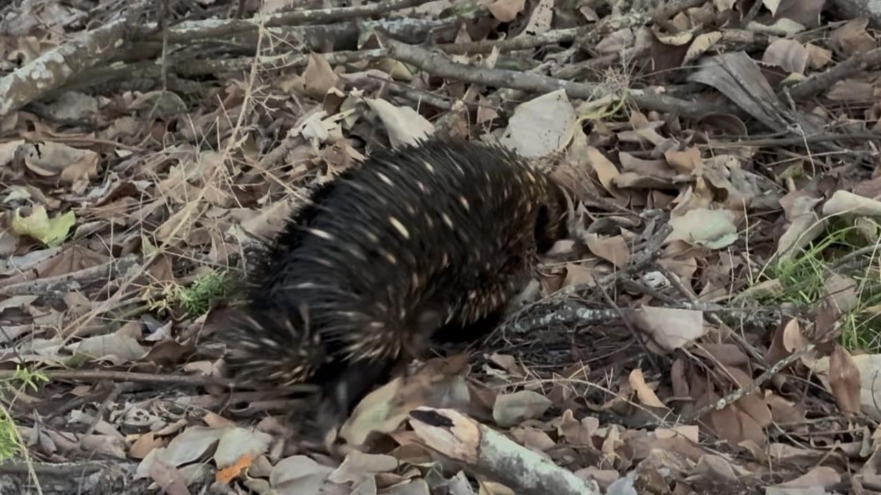 An echidna was spotted on the land that has now become stranded following the second Bribie Island breakthrough. Photo: Jen Kettleton-Butler