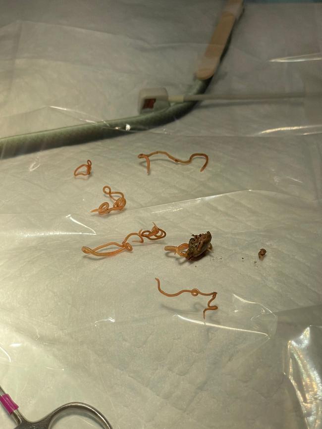 The cause for Ascarid's stomach issues was a mass filled with worms which vets removed. Picture: Facebook / The Unusual Pet Vets