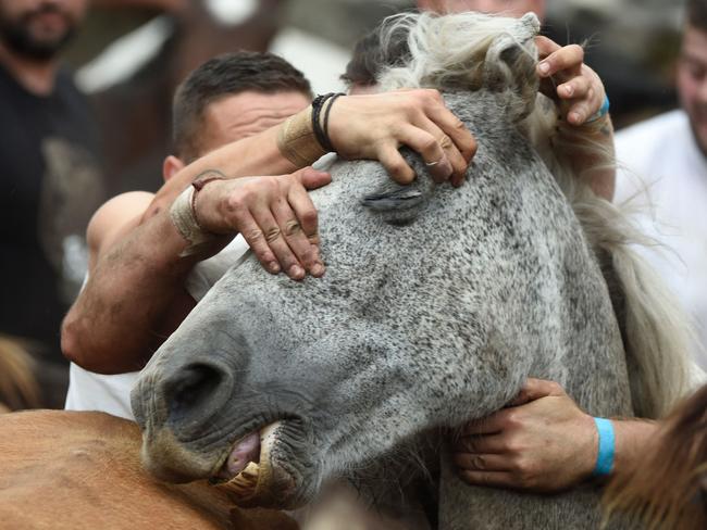 Horses manhandled in confronting images