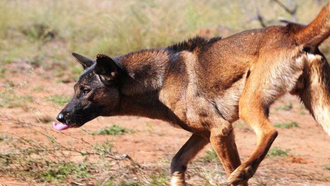 The 2019-20 State Budget allocated $25 million to the Dog Fence rebuild, with the project a partnership between the State Government, Federal Government and the livestock industry.