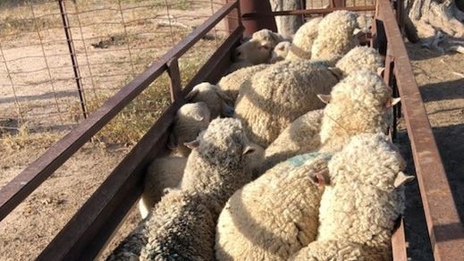 Approximately 500 sheep disappeared between October 2023, and January 2024. Photo: NSW Police Media