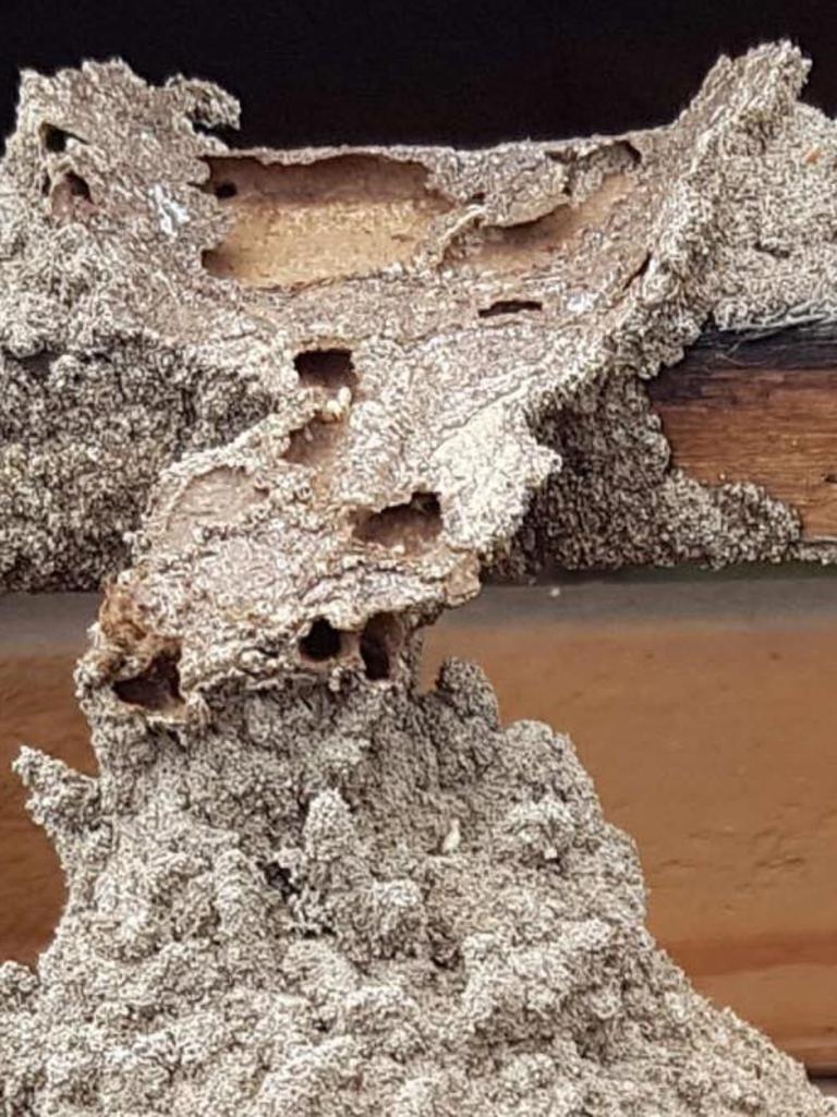 Pegasus Environmental Pest Control &amp; Termite Management has snapped photos of termite damage at homes across the Gold Coast.