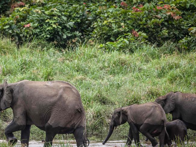 (FILES) This file photo taken on April 26, 2019 shows forest elephants at Langoue Bai in the Ivindo national park, near Makokou. - Decades of poaching and shrinking habitats have devastated elephant populations across Africa, conservationists said on March 25, 2021, warning one sub-species found in rainforests was a step away from extinction. In an update of its "Red List" of threatened species, the International Union for Conservation of Nature said the African forest elephant population had shrunk by more than 86 percent in three decades and it was now considered "critically endangered". (Photo by Amaury HAUCHARD / AFP)