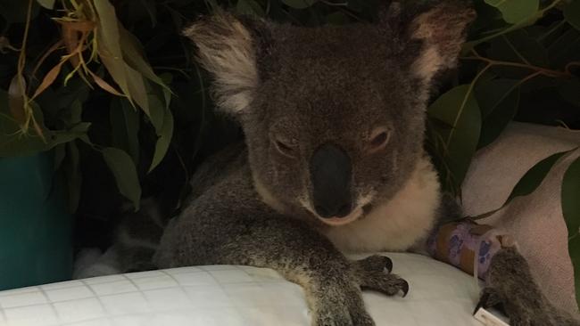 The brave mother koala and her joey rescued from the Gold Coast hinterland fire at Canungra. Picture: RSPCA Qld