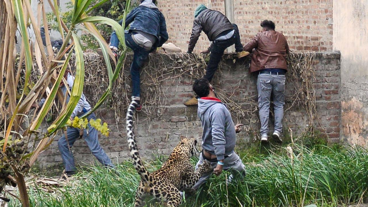 A leopard attacks an Indian man as others climb a wall to get away from the animal. Picture: AFP