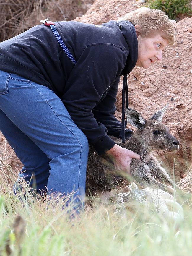 Now he’s safe. Picture: Stephen Laffer