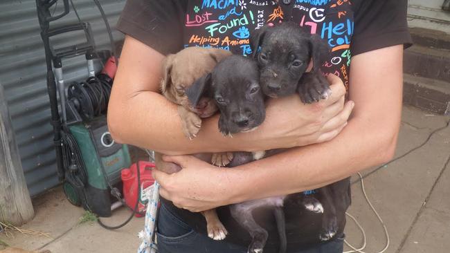 Puppies found at a property at Glenarbon. Picture: RSPCA Queensland