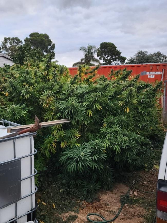 An alleged drug bust at Gawler. Picture: SA Police