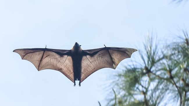 A fruit bat in full flight in Botanic Park. Picture: Roy Van Der Vegt