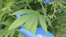 AU VIC:    First Glimpse of Secret Medicinal Cannabis Crop Released by Victoria Government   June 12