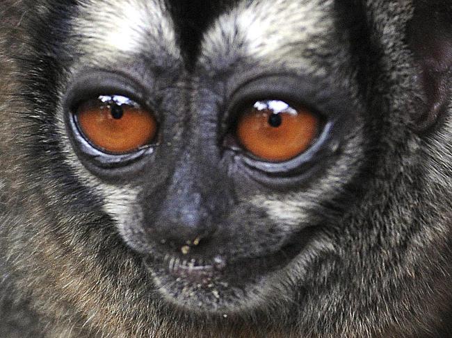 An Aotus lemurinus, known as an owl monkey, carries its one-month-old baby on its back after it was born in captivity at the zoo in Medellin, Colombia, Tuesday, May 19, 2009. (AP Photo/Luis Benavides)