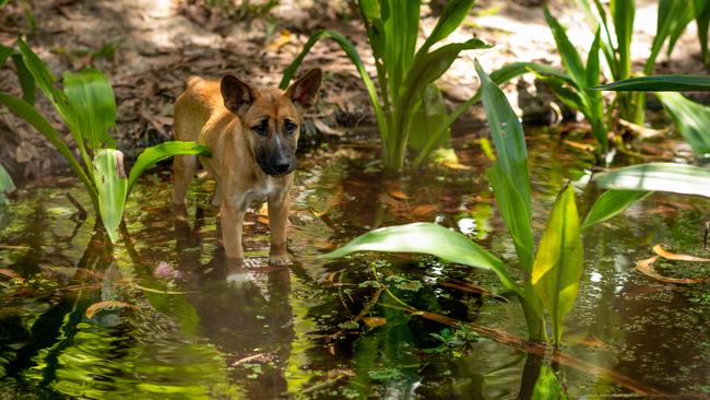 Baby Dingo Leia is one of the newest additions at Territory Wildlife Park. Picture: Che Chorley