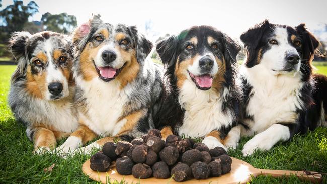 Truffle dogs Ziva, Isadora, Spice and Trixie Isadora with a huge selection of truffles. Picture: Nicole Cleary