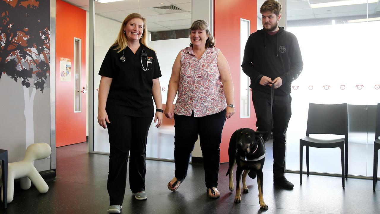 SASH Vet oncologist Dr Sandra Nguyen, left, welcomes Molly the kelpie-cross German shepherd and her owners Robin and Callum Logie ahead of Molly’s chemotherapy appointment for lymphoma. Picture: Tim Hunter.