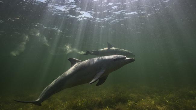 Bottlenose dolphins off North Cape in Kangaroo Island. Picture: Scott Portelli