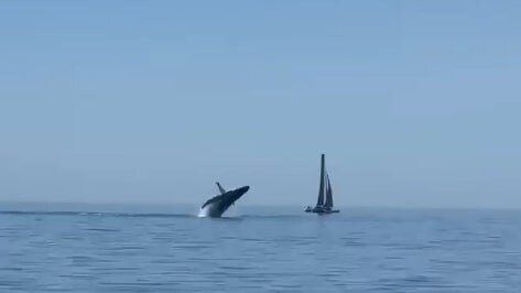 Many humpback whales were observed during the Airlie Beach Race Week in August. Picture: Supplied