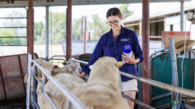 Sophie with sheep in the yards. Picture: Aaron Francis