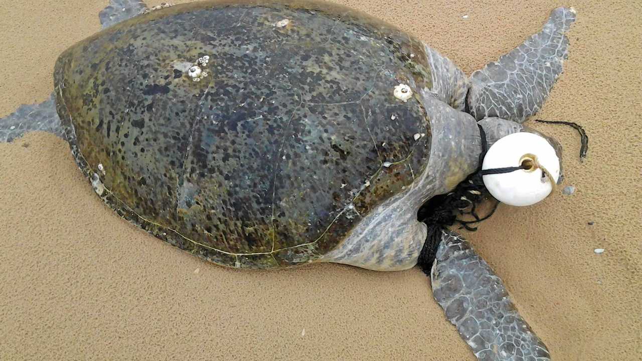 A dead turtle entangled in fishing equipment. Picture: Contributed