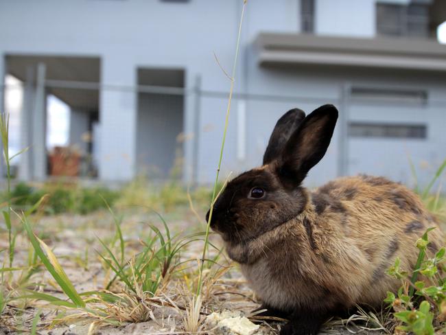 Greater Sydney Land Services will start a feral rabbit control program in February.