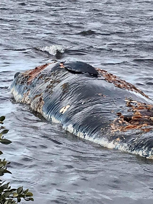 Supplied Editorial A whale carcass has washed up on St Kilda beach. Pictures: Peri Coleman