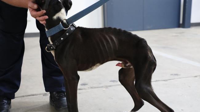 The RSPCA is looking for information after an emaciated dog was found tied to a tree in the rain at Munno Para on Wednesday. Picture: RSPCA SA