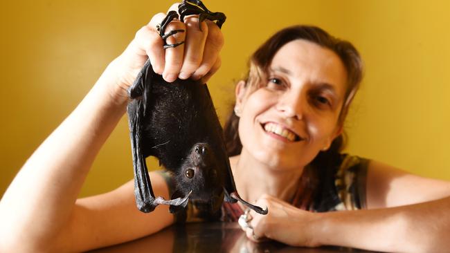 Wildlife carer Andrea Ruske with a Black Flying Fox which has been born out of season due to an unusually dry wet season - the baby was found orphaned in Palmerston.