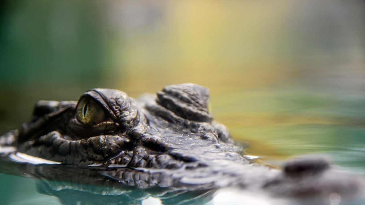 10 things you need to know about crocodiles | The Courier Mail