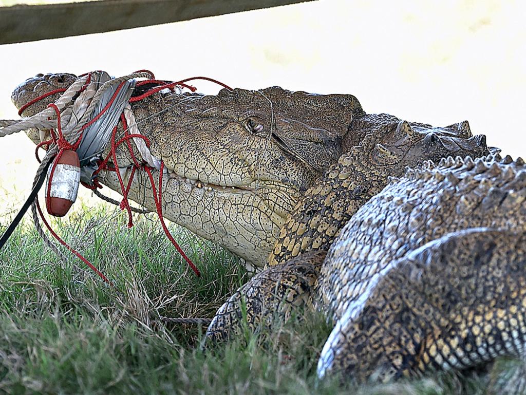 A 3.8m crocodile caught in the Mary River at the Mungar reach. Photo: Alistair Brightman / Fraser Coast Chronicle