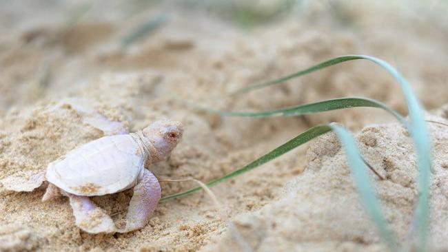 Albino turtle, Alby was born at Castaways Beach. Picture: Facebook/Coolum District Coast Care Group