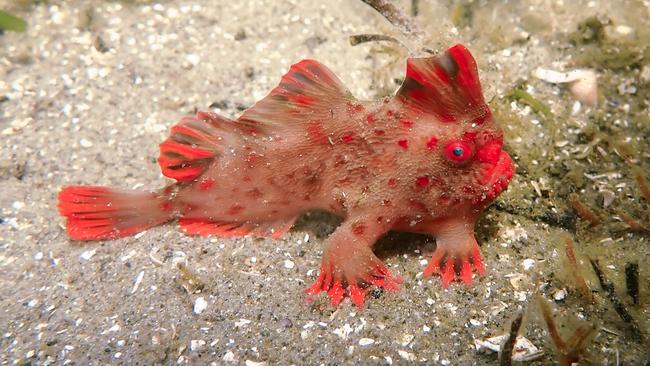 The red handfish Picture: Supplied