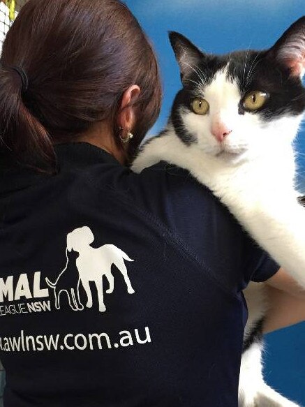 Black and white tuxedo cats have far lower rates of adoption than cats of other colours. Pic supplied.