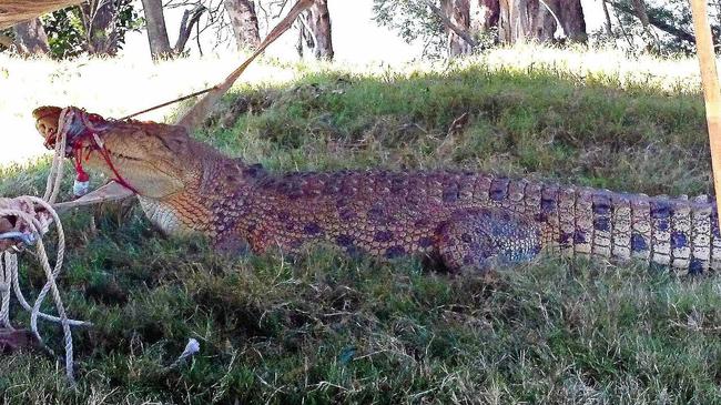 CROCS ON THE MOVE: At least 10 crocodiles were reported locally last year. This croc was captured at Mungar in 2013. Picture: Boni Holmes