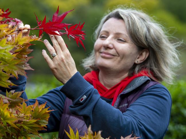 Agnieszka Letterman from Marino admires the first leaves to change colour on a young maple tree at the Mount Lofty Botanic Gardens Wednesday,March,8,2023.Picture Mark Brake