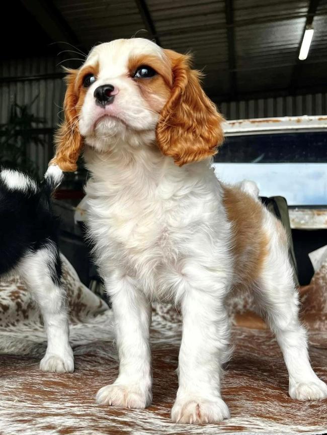 Detectives continue to search for the king charles cavalier after it was stolen. Picture: Queensland Police