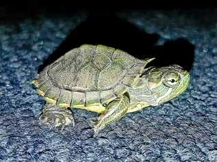 BAD TURTLE: A red-eared slider turtle was discovered in Bundaberg in mid-April. Picture: Contributed